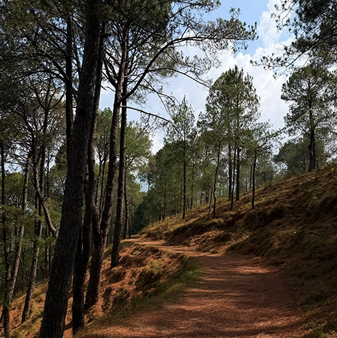 TAREVIR - HIKING